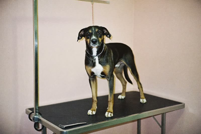 A dog standing calmly on a grooming table in a plain, tidy grooming room