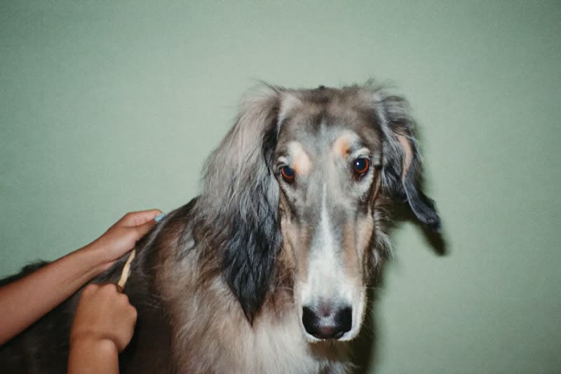 A long-coated dog being brushed, hands at the edge of frame