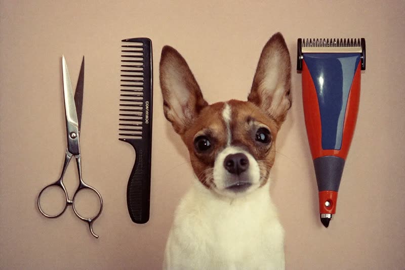 Grooming scissors, comb, brush and clippers laid out on a plain surface
