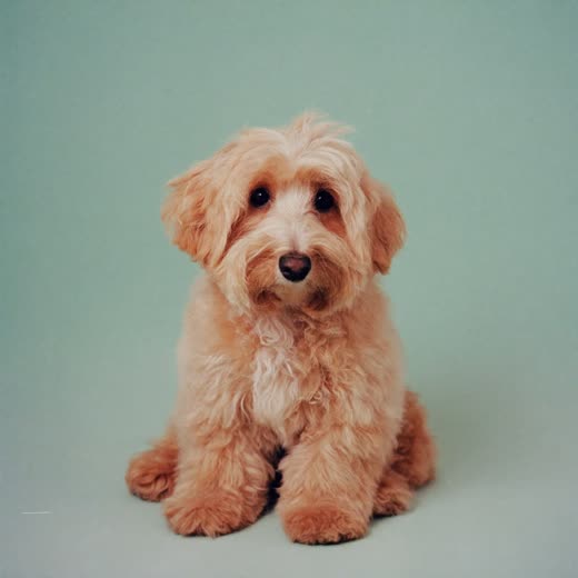 A small freshly groomed terrier sitting against a plain pastel background