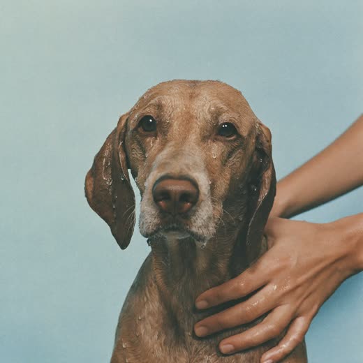 A wet dog mid-bath with a groomer's hands at the edge of frame
