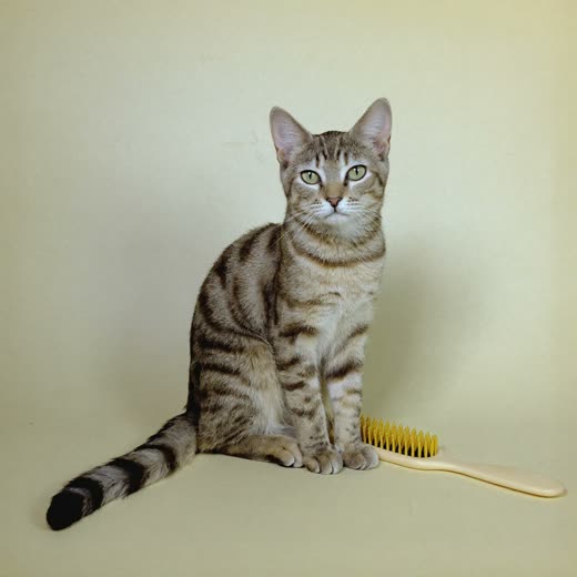 A neatly brushed cat sitting beside a grooming brush on a plain background